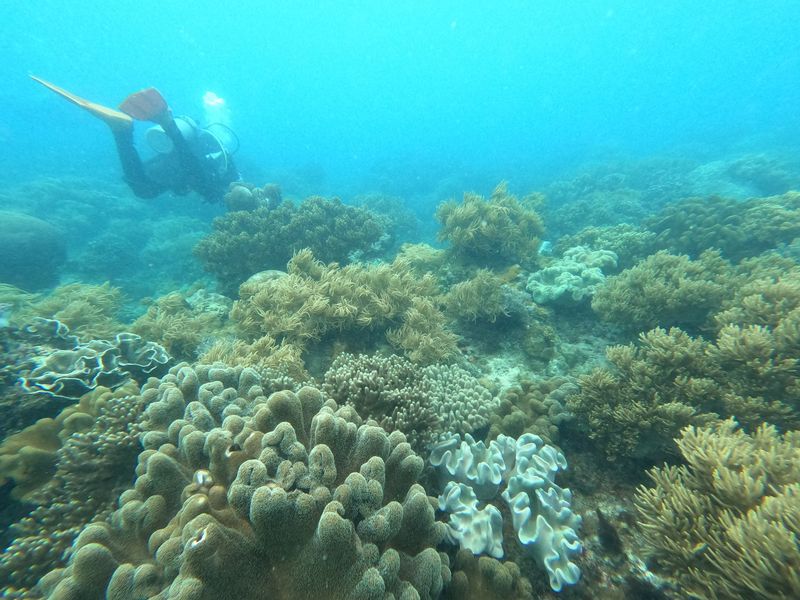 Jardin de corail