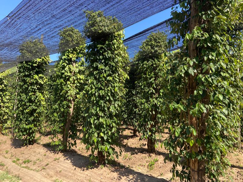 Plantation de poivre Ă Kampot