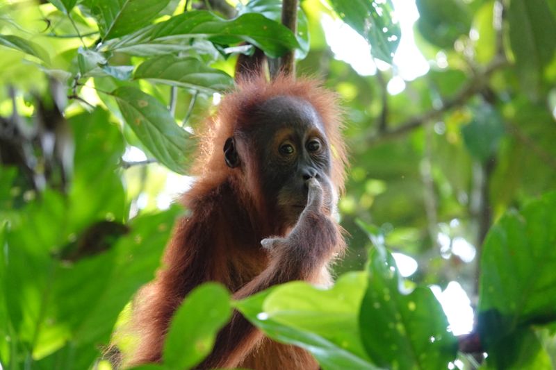 Orang-outan dans le parc Gunung Leuser