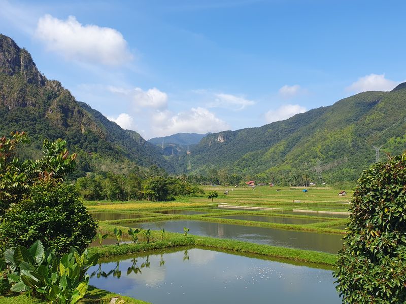 Rizières dans la vallée reculée de Harau