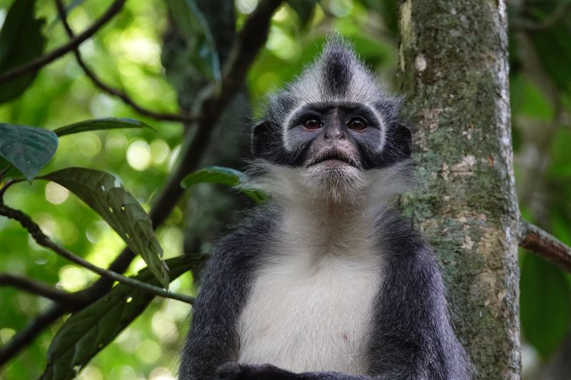 Thomas Leaf monkey dans le parc Gunung Leuser