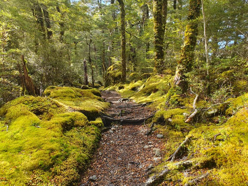 A travers la forêt lors de la 3e étape