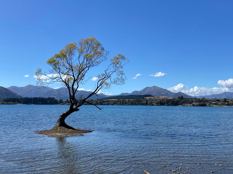 L'arbre iconique du lac Wanaka