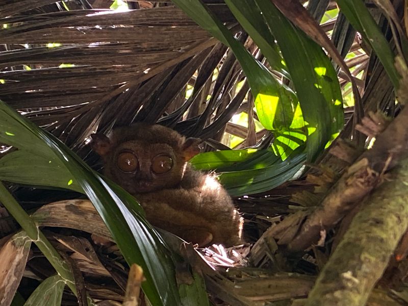 Un tarsier résidant sur Bohol
