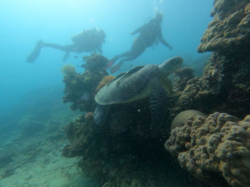 Rencontre avec une tortue de mer