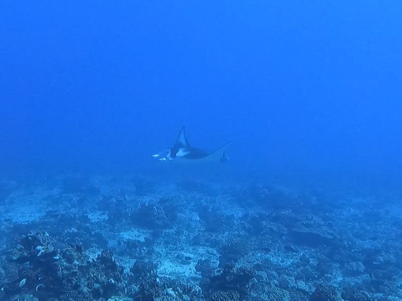 Rare rencontre avec une raie manta lors d'une plongée